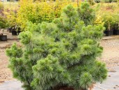 1.-Pinus-strobus-Coney-Island — копия